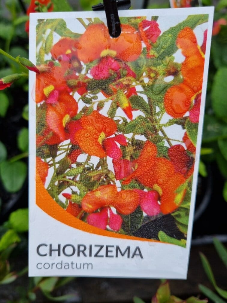 Chorizema 'Heart Leaf Flame Pea' 6" Pot