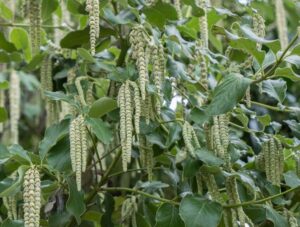 Close-up of the Garrya 'Silk Tassel Bush' in a 6" pot featuring branches with green leaves and long, hanging catkins against a blurred backdrop.