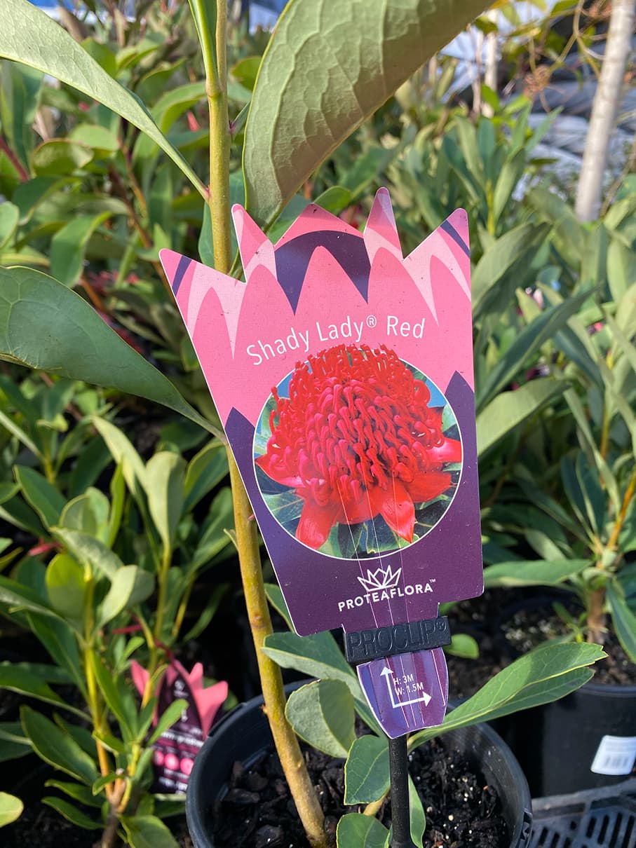 Telopea 'Shady Lady Red®' Waratah 6" Pot