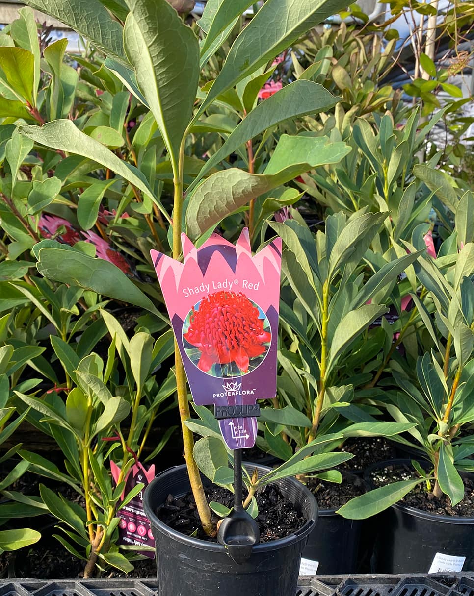 Telopea 'Shady Lady Red®' Waratah 6" Pot