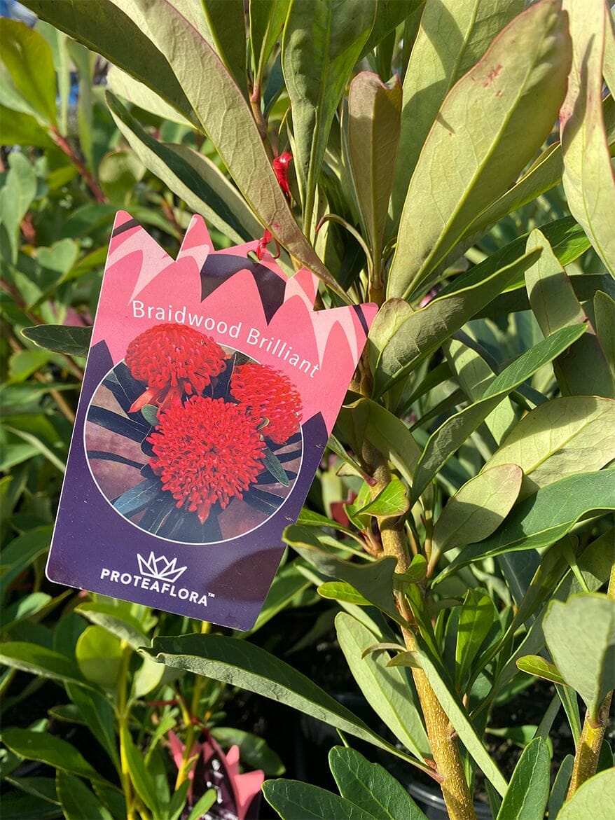 Telopea 'Braidwood Brilliant Red®' Waratah 7" Pot