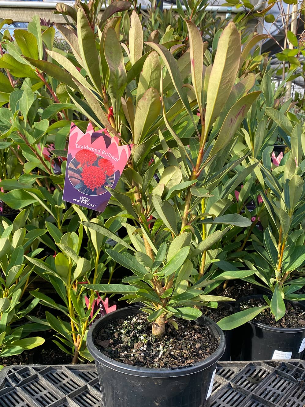 Telopea 'Braidwood Brilliant Red®' Waratah 7" Pot