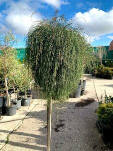 Casuarina 'Cousin It' Standard in a 16" pot features dense, hanging foliage like a green mop, displayed elegantly on a paved garden center surface.