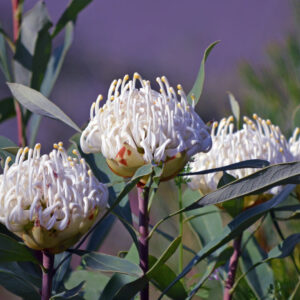 Three white Telopea 'Shady Lady White®' Waratah flowers with curved petals and green leaves, set against a soft, blurred purple background.