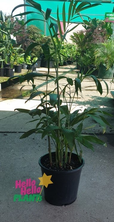 Chamaedorea 'Bamboo Palm' 10" Pot