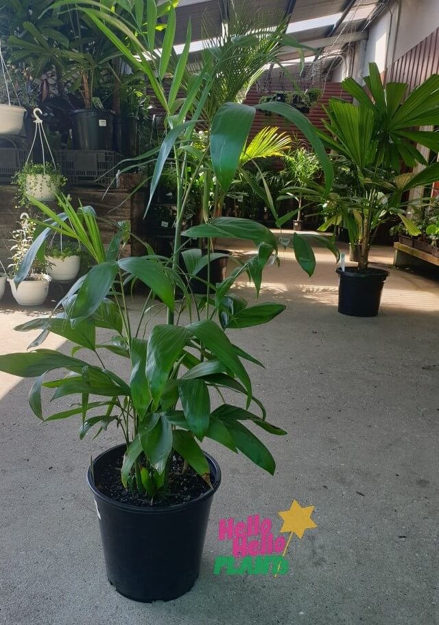 Chamaedorea 'Bamboo Palm' 10" Pot