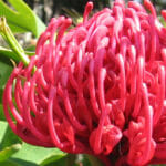 Close-up of a vibrant Telopea 'Braidwood Brilliant Red®' Waratah flower in a 7" pot, framed by lush green leaves.
