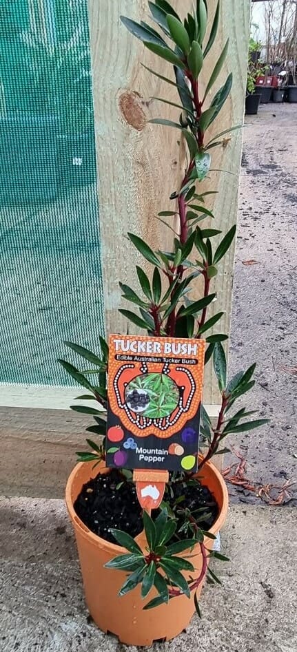 Tasmannia 'Mountain Pepper' Tucker Bush (Male) 7" Pot