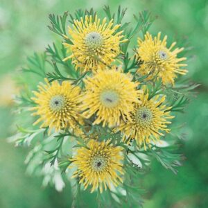 Close-up of six yellow, spiky Isopogon 'Little Drumsticks™' Coneflower 8" Pot flowers with green feathery leaves, set against a blurred green background.