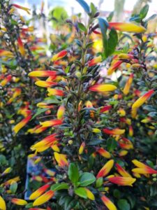 A close-up of the Jacobinia 'Firefly' 6" Pot displaying vibrant tubular flowers in fiery yellow, orange, and red hues amidst glossy green leaves.