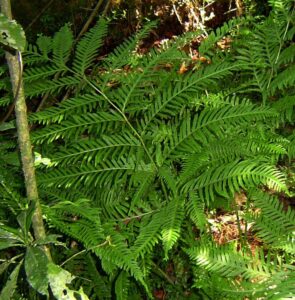 Vibrant green Pteris 'Tooth Brake Fern' with elongated fronds flourish in a forest environment, akin to a natural arrangement in a 6" pot.