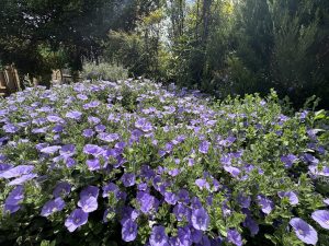 A dense cluster of blooming purple morning glory flowers fills the foreground, accented by Carex 'Evergold' Japanese Sedge, with green foliage and sunlit trees in the background.