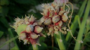 Two clusters of reddish bulbils on a plant stem, similar to Allium blooms, are set amidst lush green foliage—ideal for enhancing your collection with the Allium 'Onion Tree' in a 4" pot.