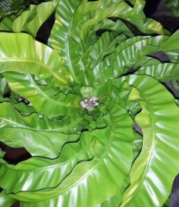 A detailed view of the Asplenium 'Hurricane' Fern in a 6" pot showcases its glossy, bright green, ruffled leaves radiating from the center.
