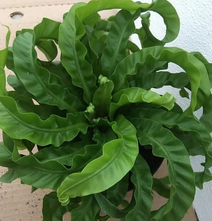 Asplenium 'Hurricane' Fern
