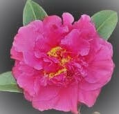 Close-up of a vibrant pink Camellia floribunda 'Paradise® Knockout' 8" Pot with layered petals, a yellow center, and green leaves, set against a dark background.