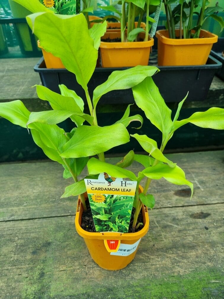 Alpinia 'Cardamom Leaf' 5" Pot