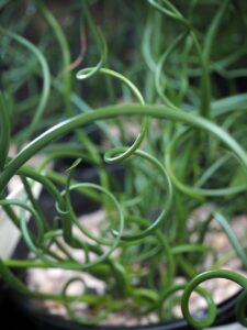 Close-up of the captivating green spirals of Juncus spiralis 'Corkscrew Rush' as they elegantly unfurl from a 6" pot.