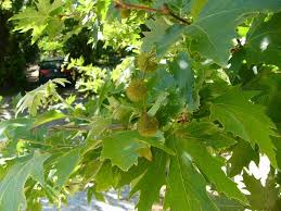 Green leaves and spiky seed pods enhance the branch of a Platanus 'Oriental Plane Tree' from a 13" pot, basking under sunlight with playful shadows.