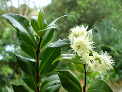 Close-up of a Syzygium 'Aniseed Myrtle' Tucker Bush in a 7" pot, showcasing its glossy green leaves and small fluffy white flowers against a blurred natural background.