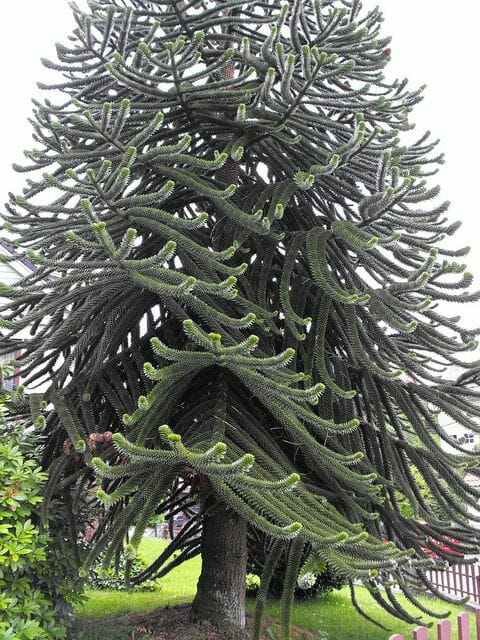 Araucaria 'Monkey Puzzle'