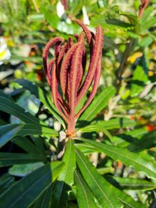 Close-up of young, reddish-brown fuzzy leaves emerging from a Banksia 'Hinchinbrook Banksia' 6" Pot, surrounded by mature green serrated leaves under bright sunlight.