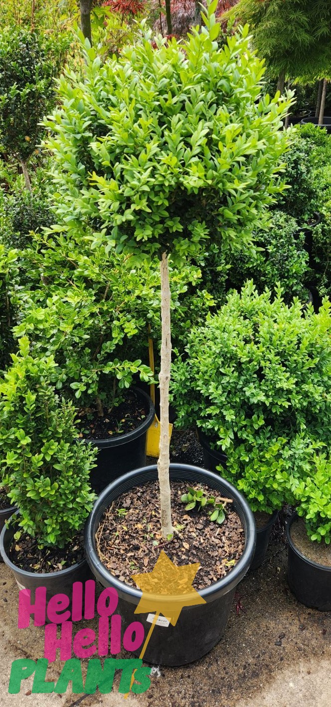 Buxus sempervirens English Box Standard Shape ball on a stick topiary look dark green foliage