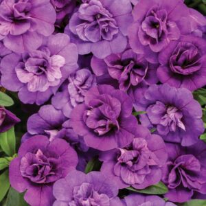 Close-up of a cluster of vibrant purple Calibrachoa Superbells® 'Double Blue' in a 6" pot, featuring layered petals and lush green leaves, highlighting rich textures and natural beauty.