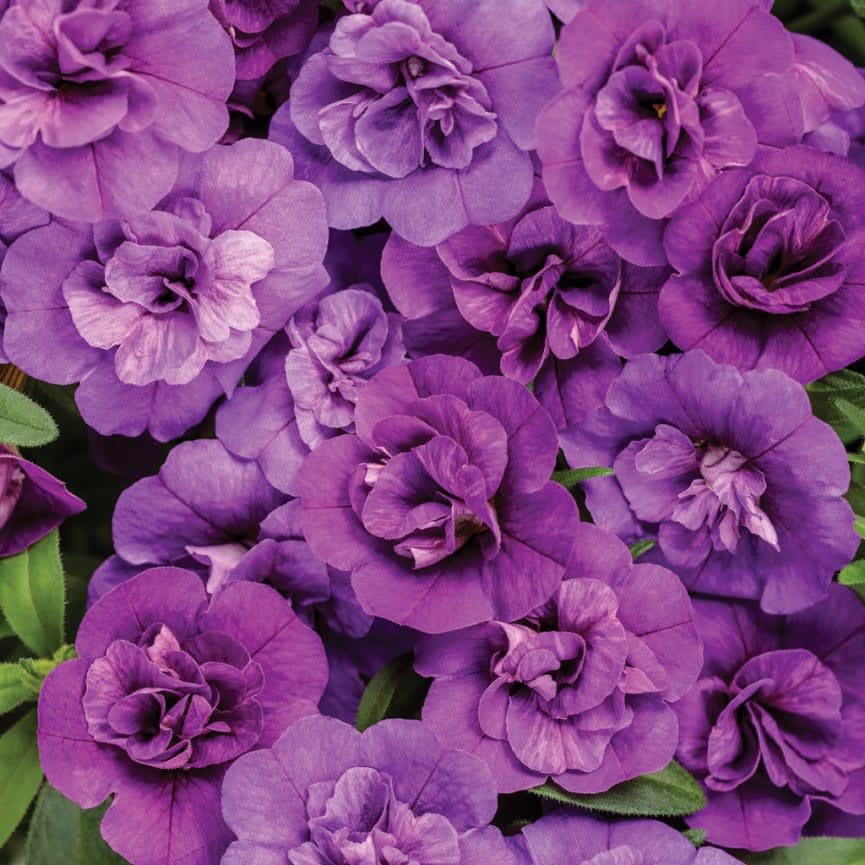 Close-up of a cluster of vibrant purple Calibrachoa Superbells® 'Double Blue' in a 6" pot, featuring layered petals and lush green leaves, highlighting rich textures and natural beauty.