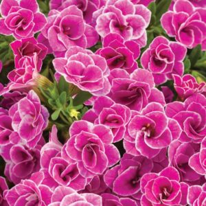 Close-up of vibrant pink Calibrachoa Superbells® 'Doublette Love Swept™' flowers with white edges in full bloom, surrounded by lush green leaves, in a 6" pot.