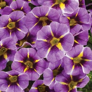 A close-up of Calibrachoa Superbells® 'Evening Star™' in a 6" pot highlights their vibrant purple petals with striking yellow and dark center markings, forming a dense pattern.