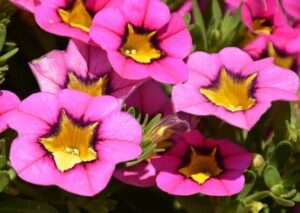 Close-up of vibrant pink Calibrachoa Superbells® 'Hollywood Star™' flowers with yellow centers and lush green leaves in a 6" pot.