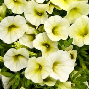 A cluster of pale yellow Calibrachoa Superbells® 'Yellow Chiffon™' flowers with lush green leaves.