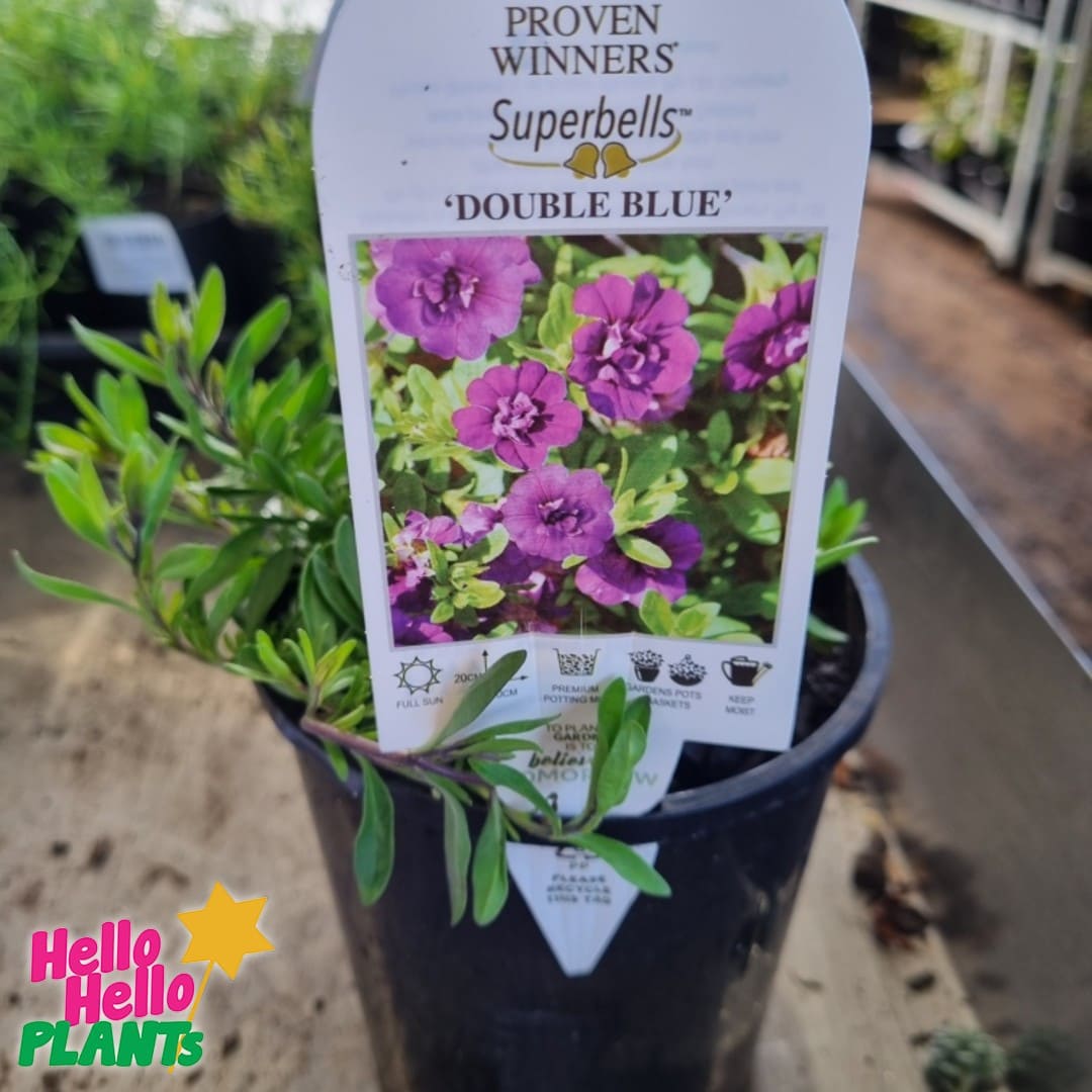 Calibrachoa Superbells® 'Double Blue' 6" Pot