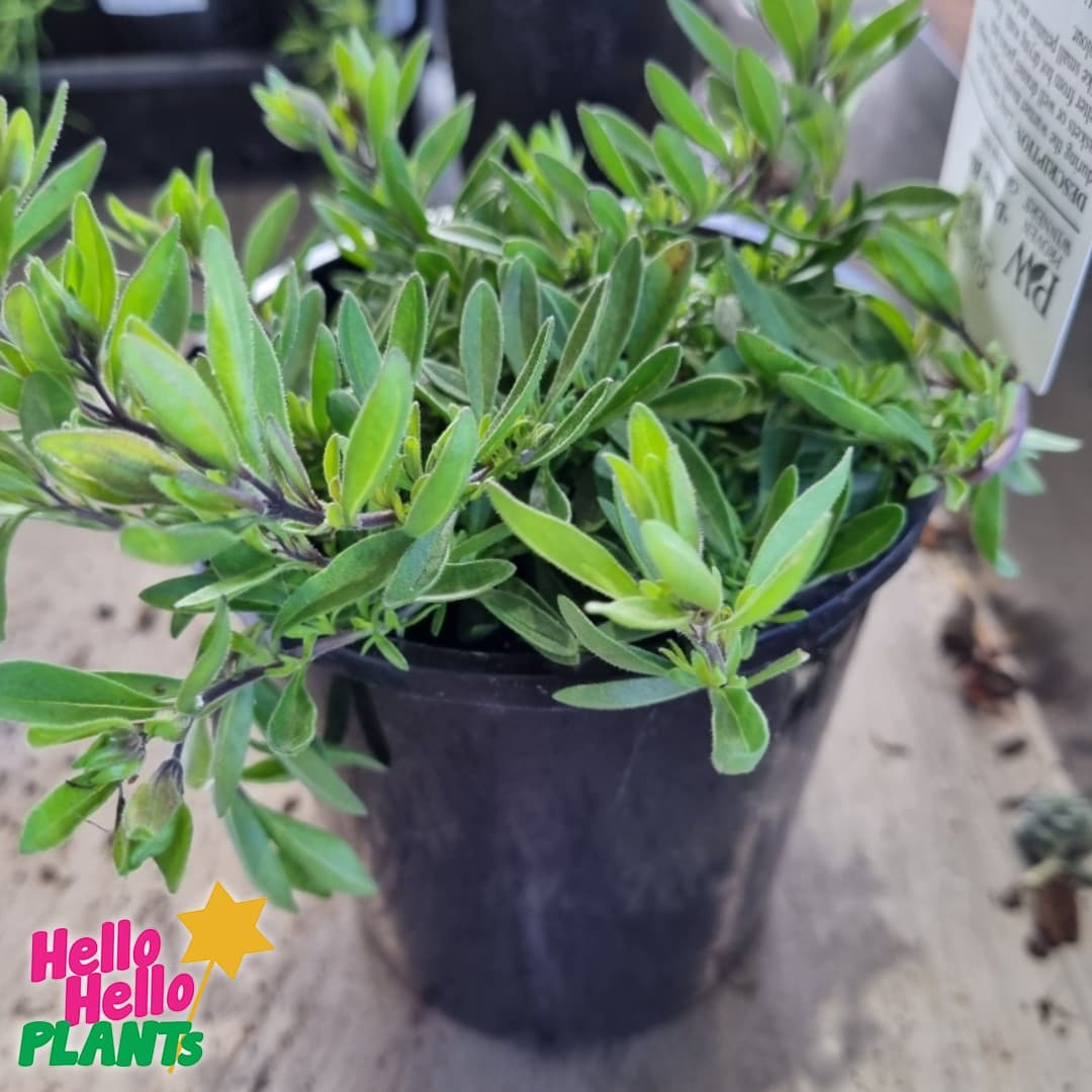 Calibrachoa Superbells® 'Double Blue' 6" Pot