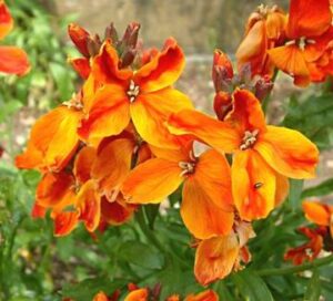 Cheiranthus 'Fire King' Wallflower in a 6" pot, featuring orange and yellow blooms with lush green leaves, enhances any garden setting.