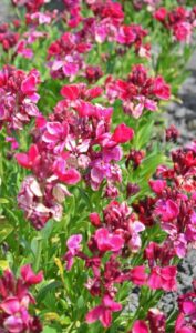 A 6" pot of vibrant pink and red Cheiranthus 'Ruby Gem' wallflowers, known for their lush green leaves, flourishes in a garden bed.