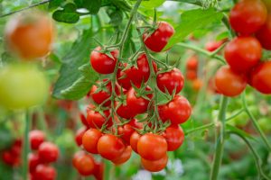 Clusters of ripe red cherry tomatoes hang on green vines, surrounded by lush leaves—ideal for growing your own Tomato 'Cherry Tomato' plant in a 10cm pot.