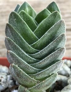 A close-up of the Crassula 'Buddha's Temple' features its green frosted, textured leaves in overlapping layers. This captivating succulent is elegantly displayed in a 6" pot filled with white gravel.