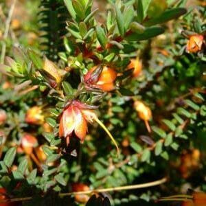 Close-up of a Darwinia 'Seaspray' 6" Pot shrub with spiky leaves, featuring small orange and red flowers.
