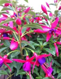 Close-up of Fuchsia 'Electric Lights' PBR in a 7" pot, featuring vibrant pink and purple petals surrounded by lush green leaves.