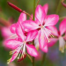 Rosy Jane Gaura