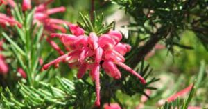 A close-up of the Grevillea 'Nancy Otzen™' flower reveals its slender pink petals and needle-like green leaves. This charming bloom is perfect for enhancing your garden, available in a 6" pot.