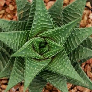 Close-up of a Haworthia 'Fairy's Washboard' plant in a 6" pot, featuring pointed, textured leaves forming a symmetrical spiral pattern on small rocks.