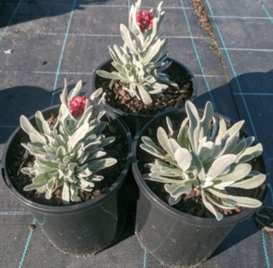 Helichrysum 'Red Jewel'