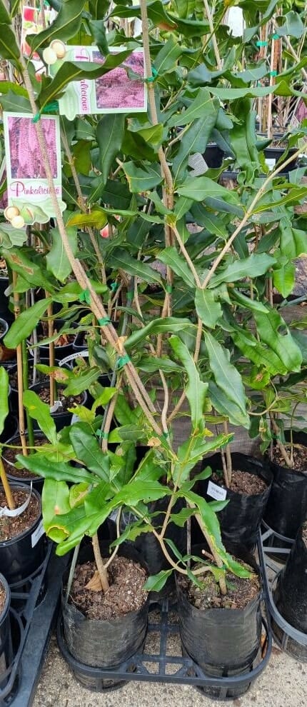 Macadamia Nut 'Pinkalicious™' 5L Pot