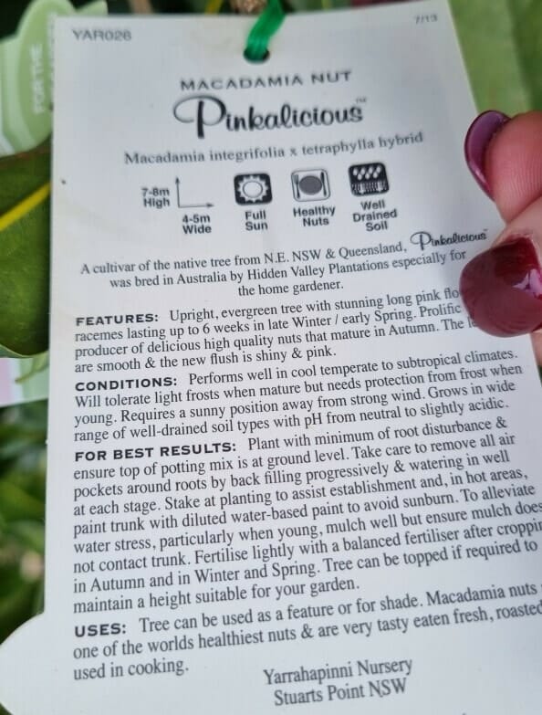 Macadamia Nut 'Pinkalicious™' 5L Pot