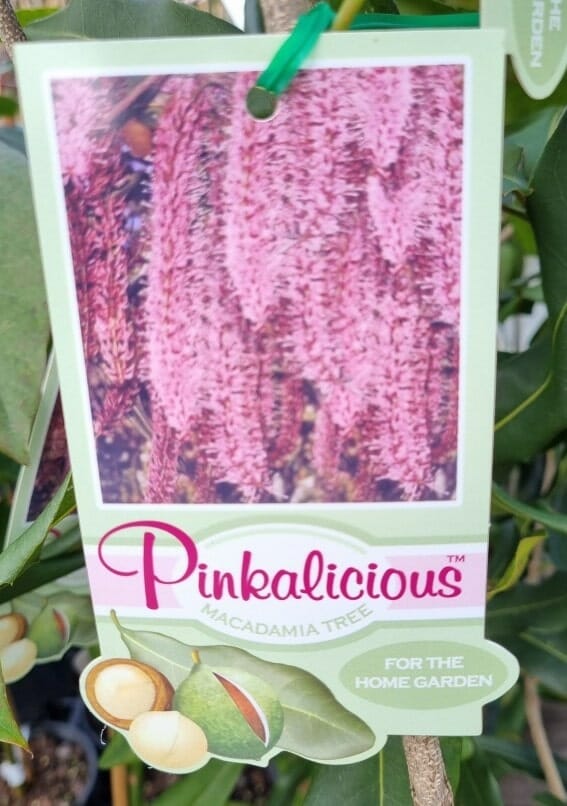 Macadamia Nut 'Pinkalicious™' 5L Pot