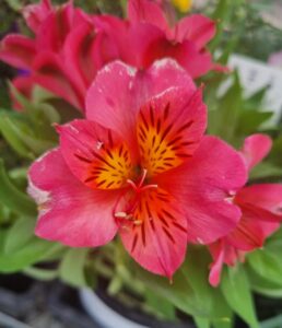 Close-up of Alstroemeria 'Eliane' Princess Variety with pink and yellow petals, green leaves, and blurred background flowers.