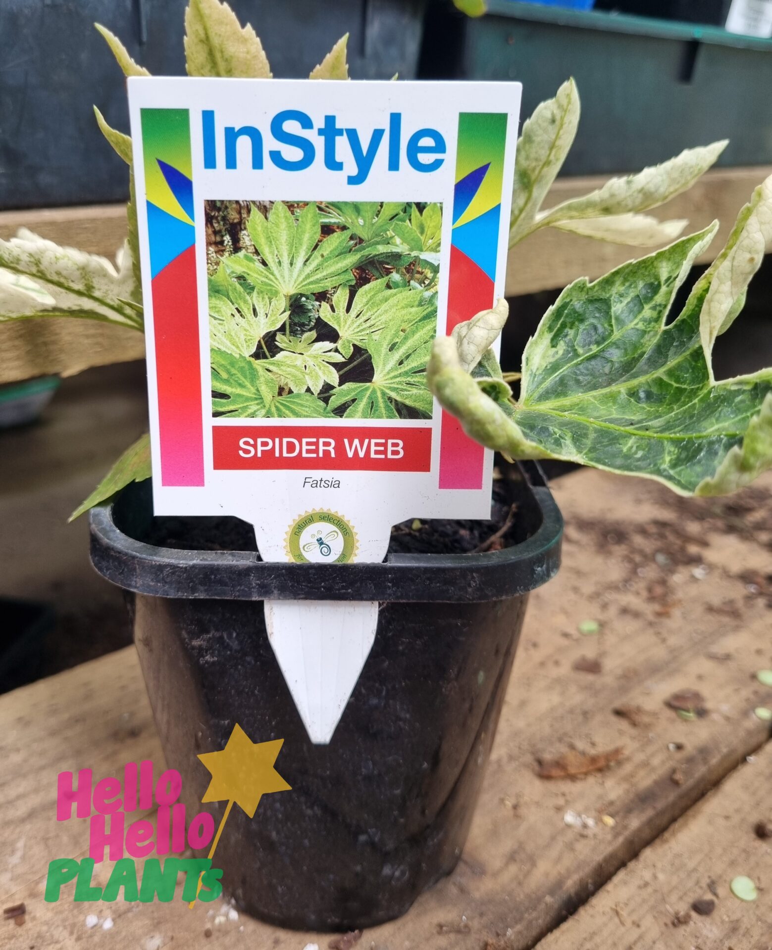 Fatsia 'Spiders Web' Japanese Aralia 6" Pot